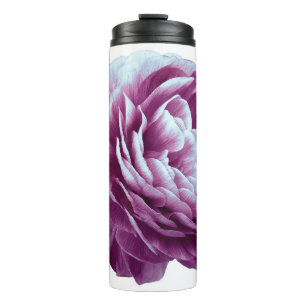 Antike Rosenblüte lila. Blüte isoliert auf Weiß Thermosbecher