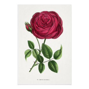 Antike Rosenlithografie, François-Frédéric Grobon Fotodruck