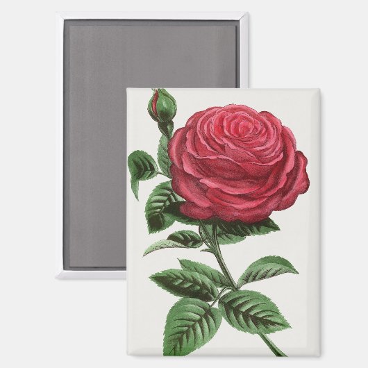 Antike Rosenlithografie, François-Frédéric Grobon Magnet (Vorderseite/Rückseite)