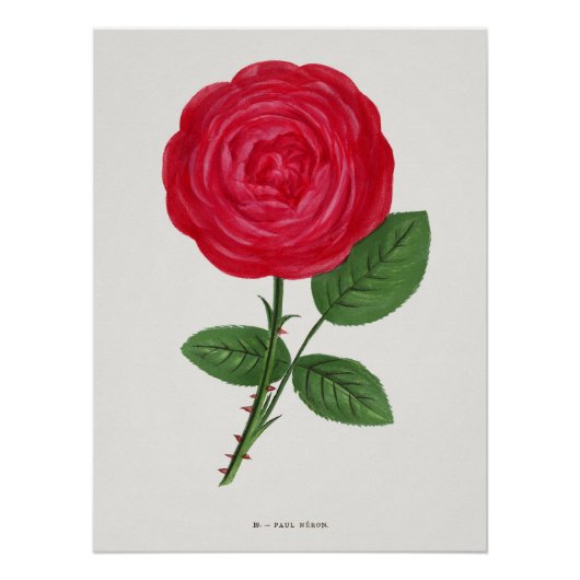 Antike Rosenlithografie, François-Frédéric Grobon Poster (Vorderseite)