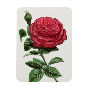 Antike Rosenlithographie, François-Frédéric Grobon Magnet