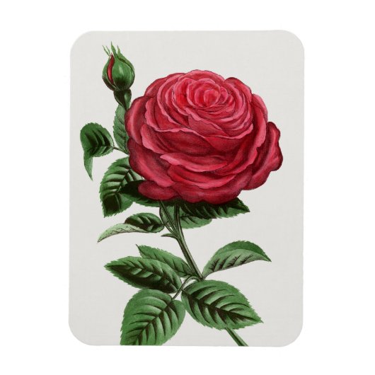 Antike Rosenlithographie, François-Frédéric Grobon Magnet (Vertikal)