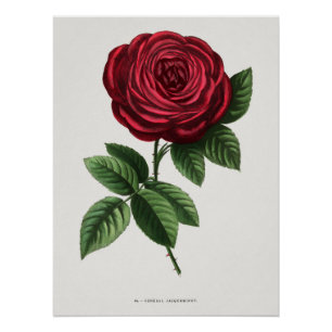 Antike Rosenlithographie, François-Frédéric Grobon Poster