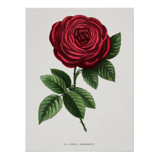 Antike Rosenlithographie, François-Frédéric Grobon Poster (Vorderseite)