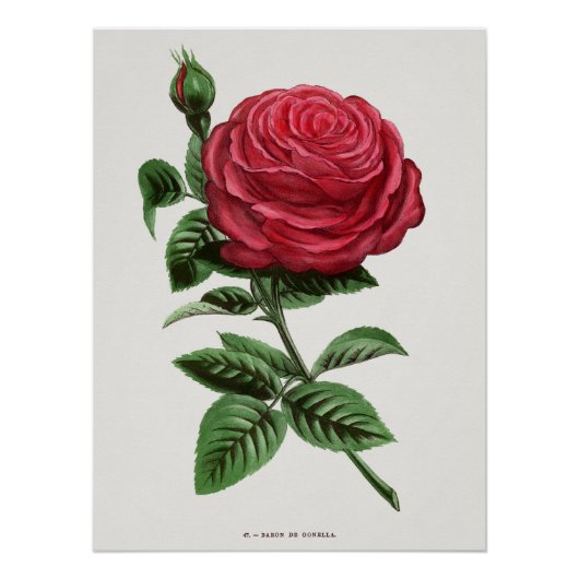 Antike Rosenlithographie, François-Frédéric Grobon Poster (Vorderseite)