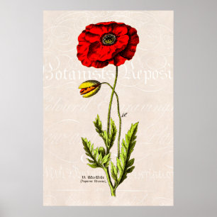 Antike rote Klatschmohn-Wildblume Blumen Poppies a Poster