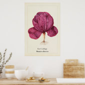 Antike Rote-Kohl-Botanik-Illustrations-Wanddekorat Poster (Küche)