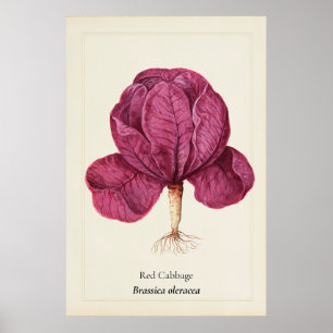 Antike Rote-Kohl-Botanik-Illustrations-Wanddekorat Poster