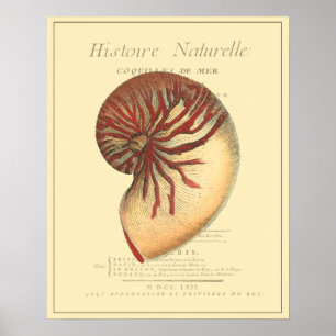 Antike rote Meeresschnecke Poster