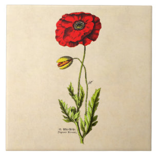 Antike rote Mohn Wildblume Blumen Mohnblumen 1800e Fliese