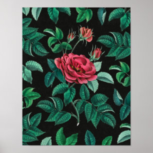 Antike rote Rose Poster