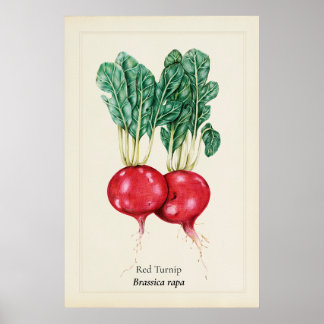 Antike rote Rüben-Botanik-Illustration als Wandkun Poster