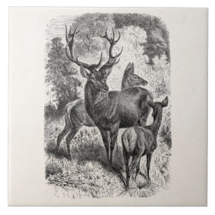 Antike Rotwild-Illustration aus dem 19. Jahrhunder Fliese