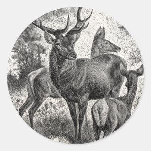 Antike Rotwild-Illustration aus dem 19. Jahrhunder Runder Aufkleber