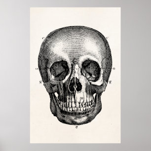 Antike Schädel Retro Totenköpfe Skelett 1800er Jah Poster