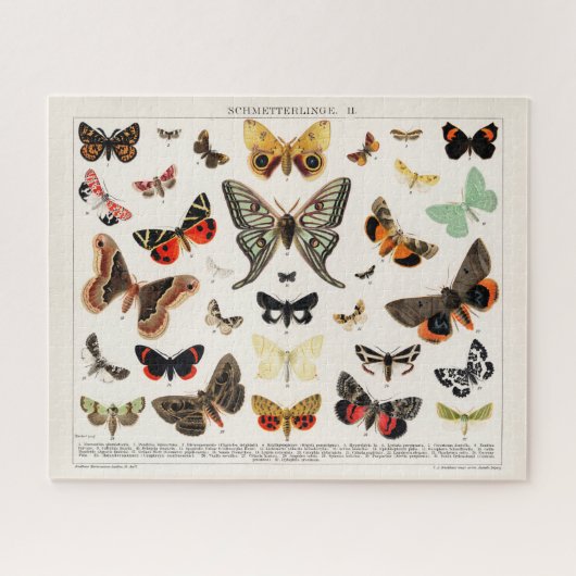 Antike Schmetterlinge und Moths Illustration Insek Puzzle (Horizontal)