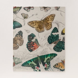 Antike Schmetterlingsillustration: 1820 Goldschmie Puzzle