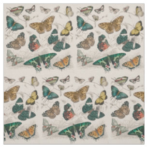 Antike Schmetterlingsillustration: 1820 Goldschmie Stoff