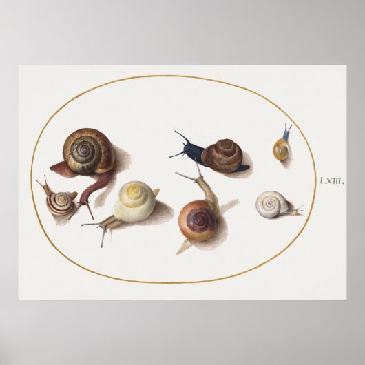 Antike Schnecken Poster (Vorne)
