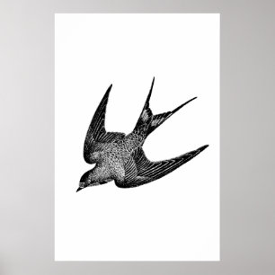 Antike Schwalben-Illustration - Vogel aus dem 19.  Poster