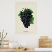 Antike Schwarze Trauben Botanischer Kulinarischer Poster (Küche)