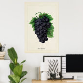 Antike Schwarze Trauben Botanischer Kulinarischer Poster (Heimbüro)