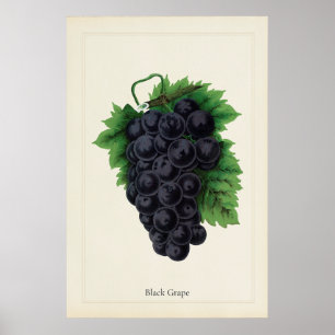 Antike Schwarze Trauben Botanischer Kulinarischer Poster