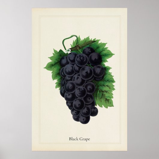 Antike Schwarze Trauben Botanischer Kulinarischer Poster (Vorne)