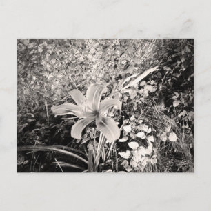Antike schwarze und weiße Tiger-Lilien-Blume Postkarte