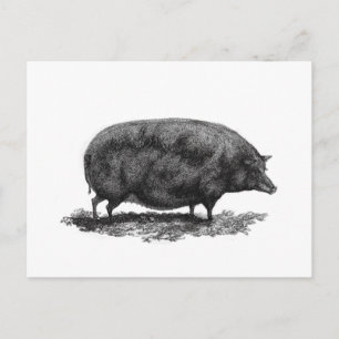 Antike Schweine-Radierkarte Postkarte