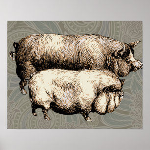 Antike Schweine Vintage Schweinezeichnung Poster