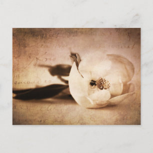Antike Sepia Magnolie Blume Floral Blumen Postkarte