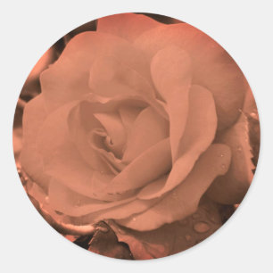 Antike Sepia-Rosenblüte Runder Aufkleber