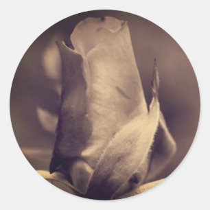 Antike Sepia-Rosenknospen-Blume Runder Aufkleber