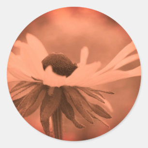 Antike Sepia-Schwarzäugige Susanne-Blume Runder Aufkleber