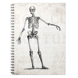 Antike Skelett-Retro-Skelette Anatomie aus dem 19. Notizblock