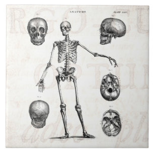 Antike Skelette aus dem 19. Jahrhundert Anatomie S Fliese