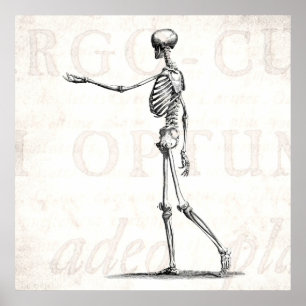 Antike Skelette aus dem 19. Jahrhundert Anatomie S Poster