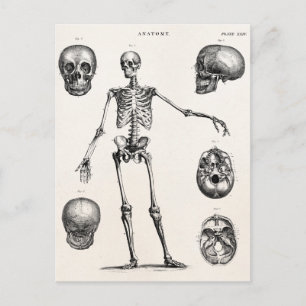 Antike Skelette aus dem 19. Jahrhundert Anatomie S Postkarte