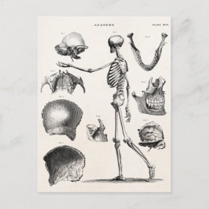 Antike Skelette aus dem 19. Jahrhundert Anatomie S Postkarte