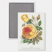 Antike Sonnenuntergangsrose Gelb & Orange Botanisc Magnet (Vorderseite/Rückseite)