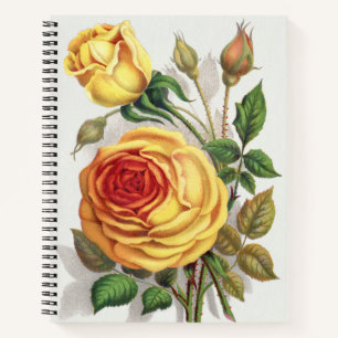 Antike Sonnenuntergangsrose Gelb & Orange Botanisc Notizblock