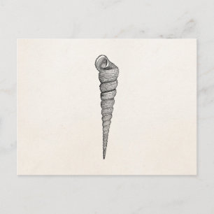 Antike Spiral-Meeresschnecken Vintage-Schalen Perg Postkarte