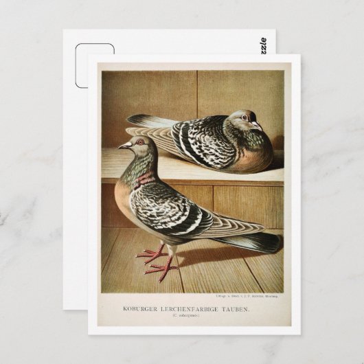 Antike Taube Litho Gravur Coburger Postkarte (Vorne/Hinten)