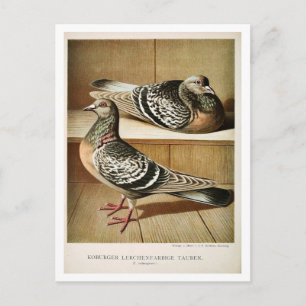 Antike Taube Litho Gravur Coburger Postkarte