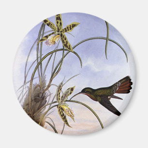 Antike Tiere, Kolibri-Vogel-Orchideen-Blumen Magnet