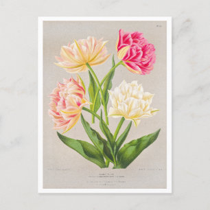 Antike Tulpen-Postkarte Postkarte