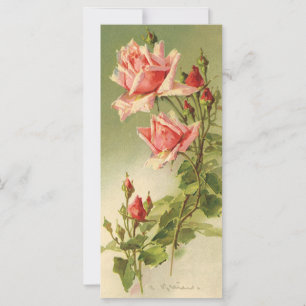 Antike Valentinstag-Rosa viktorianische Gartenrose