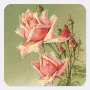 Antike Valentinstag-Rosa viktorianische Gartenrose Quadratischer Aufkleber