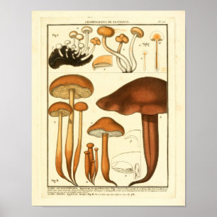 Antike Vielfalt brauner Champignons französischer Poster